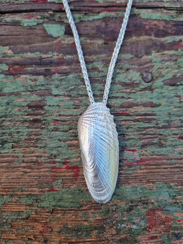 Amerikanische Bohrmuschel